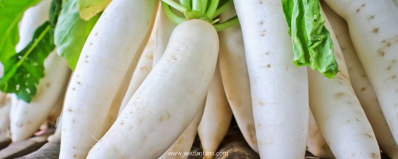 红萝卜白萝卜可以一起吃吗
