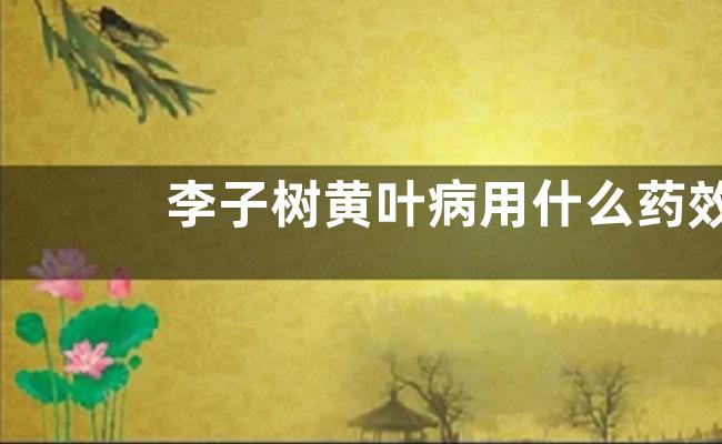 李子树黄叶病用什么药效果好 病因及防治方法