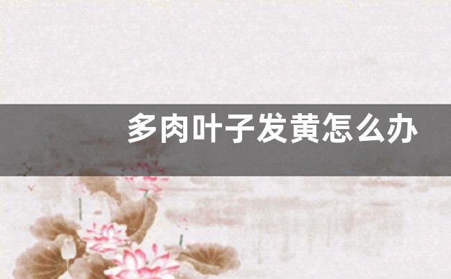 多肉叶子发黄怎么办