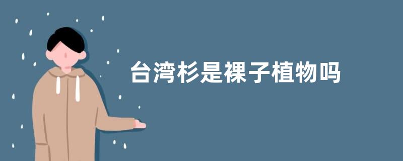 台湾杉是裸子植物吗
