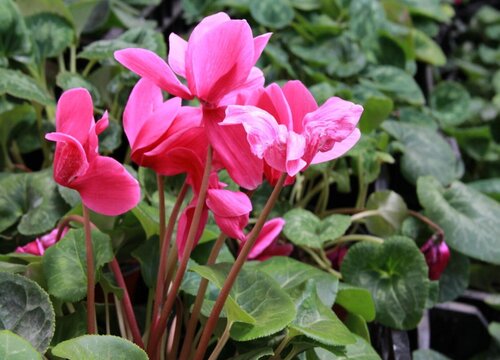 仙客来花冬天怕冷吗 在室外能过冬（耐寒温度）