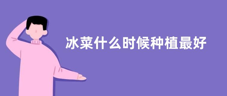 冰菜什么时候种植最好