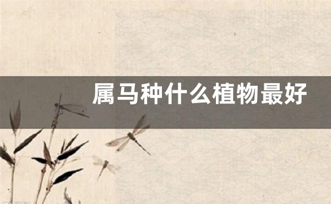 属马种什么植物最好