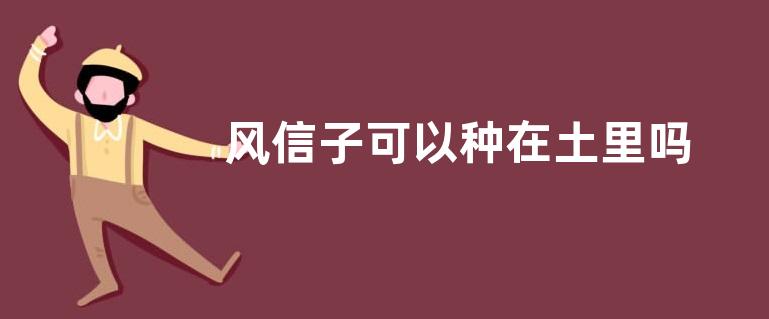 风信子可以种在土里吗