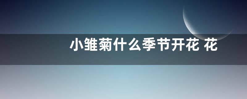 小雏菊什么季节开花 花期有多长时间