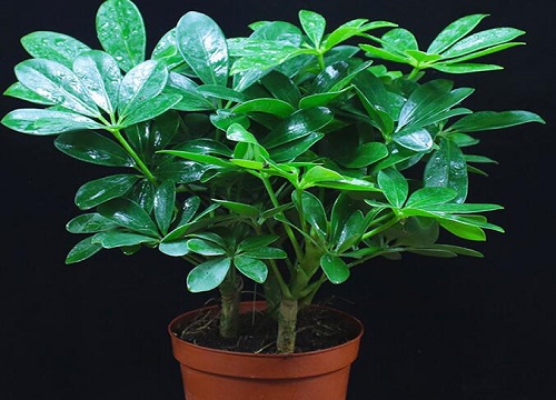 走廊适合种什么植物