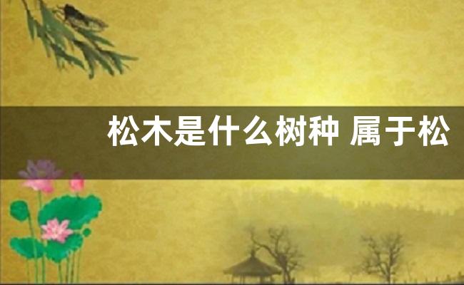 松木是什么树种 属于松科木本植物