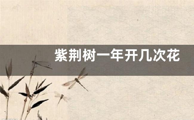 紫荆树一年开几次花