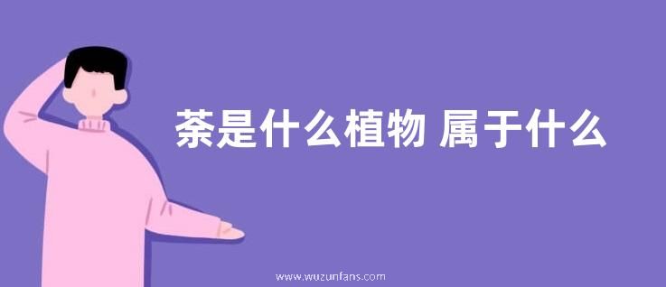 荼是什么植物 属于什么类别植物
