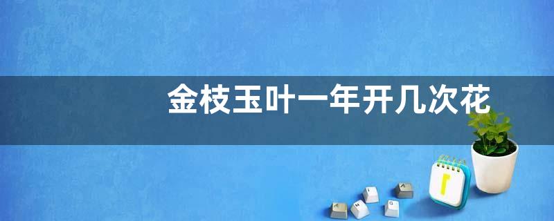 金枝玉叶一年开几次花