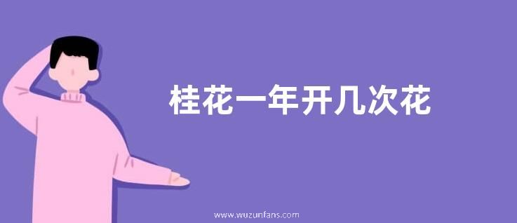 桂花一年开几次花
