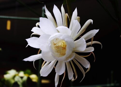 昙花怎么过冬天 越冬养护管理与注意事项