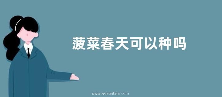 菠菜春天可以种吗