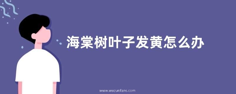 海棠树叶子发黄怎么办 发黄原因与处理方法