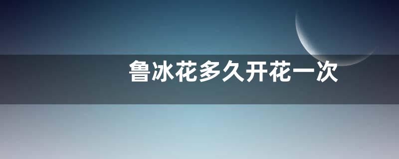 鲁冰花多久开花一次