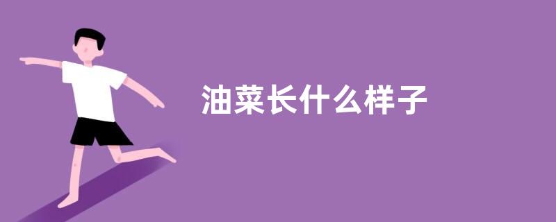 油菜长什么样子
