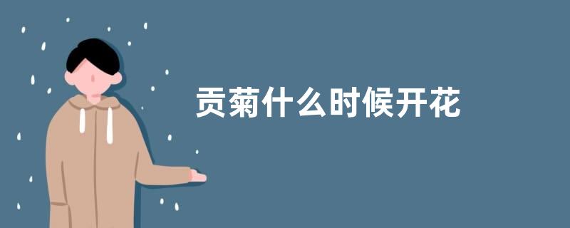 贡菊什么时候开花