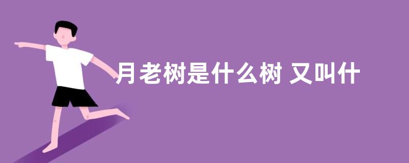 月老树是什么树 又叫什么名字
