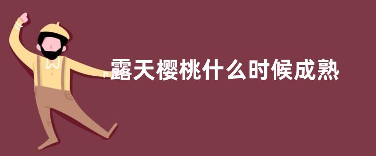 露天樱桃什么时候成熟