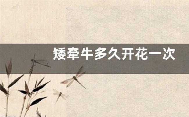 矮牵牛多久开花一次