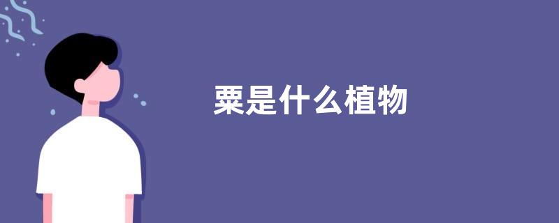 粟是什么植物