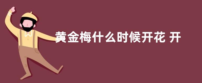 黄金梅什么时候开花 开花时间与月份