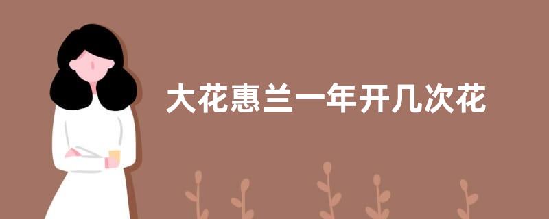 大花惠兰一年开几次花