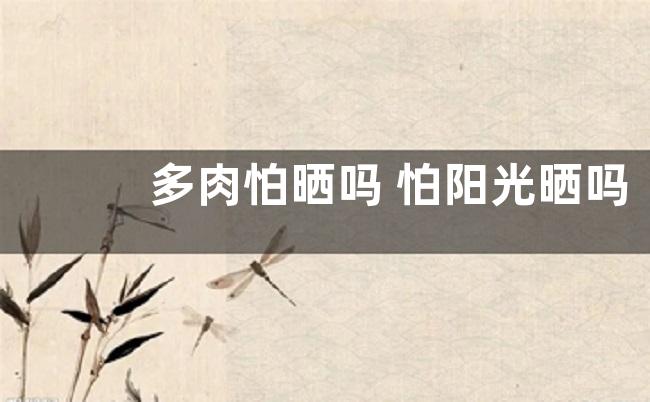 多肉怕晒吗 怕阳光晒吗