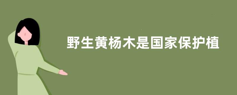 野生黄杨木是国家保护植物吗
