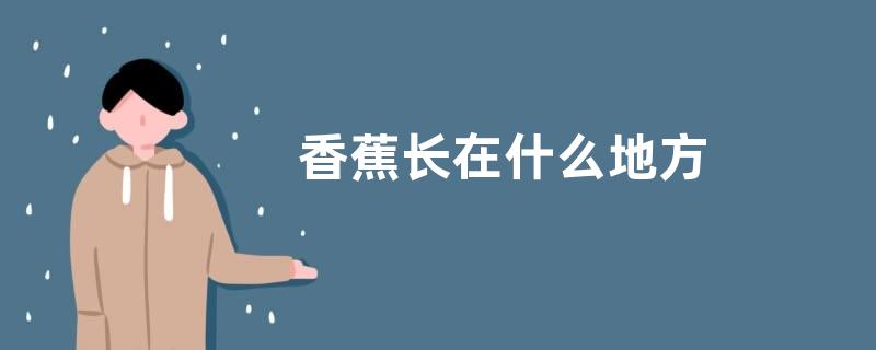 香蕉长在什么地方