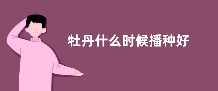 牡丹什么时候播种好