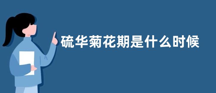 硫华菊花期是什么时候