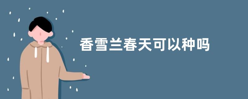 香雪兰春天可以种吗