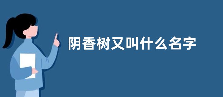 阴香树又叫什么名字