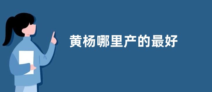 黄杨哪里产的最好