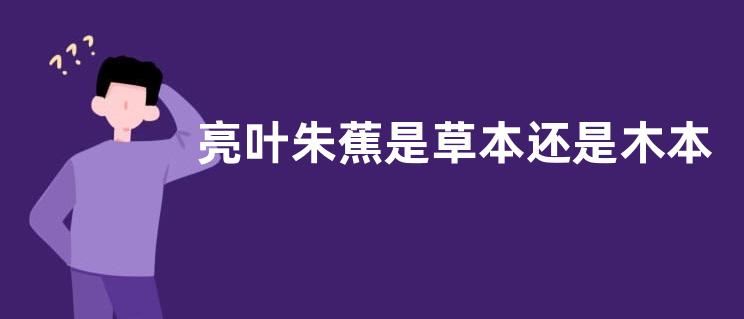亮叶朱蕉是草本还是木本