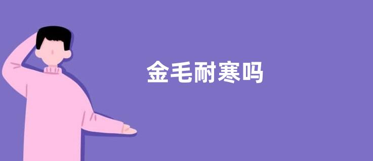 金毛耐寒吗