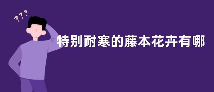特别耐寒的藤本花卉有哪些