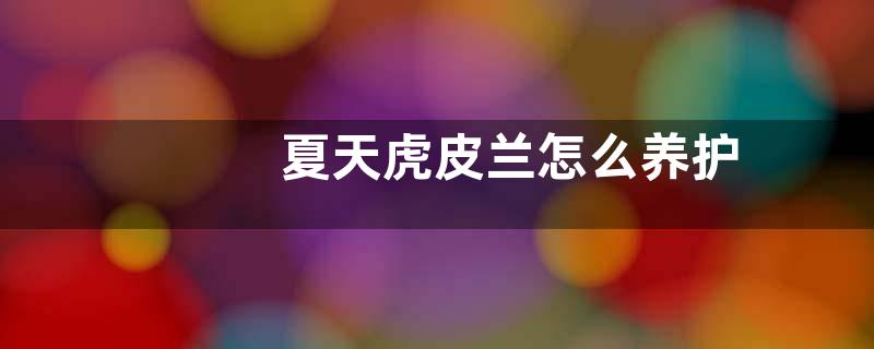 夏天虎皮兰怎么养护