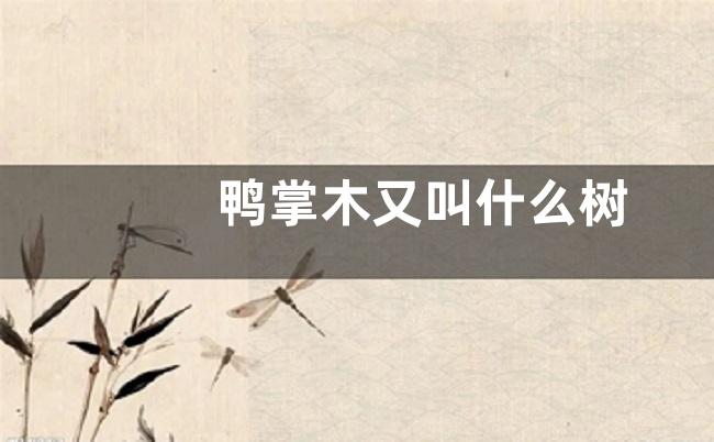 鸭掌木又叫什么树