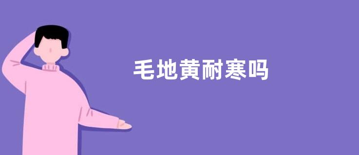 毛地黄耐寒吗