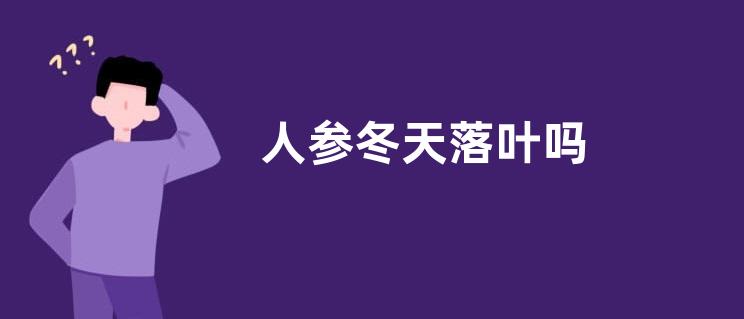 人参冬天落叶吗
