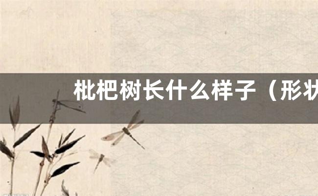 枇杷树长什么样子（形状特点及图片）