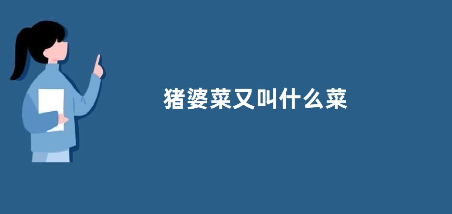 猪婆菜又叫什么菜