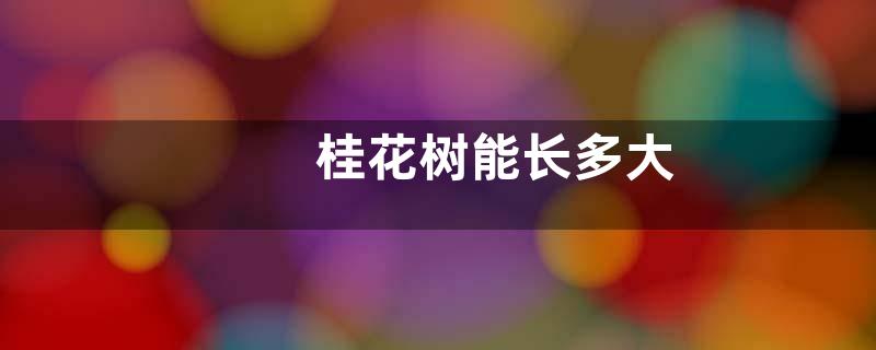 桂花树能长多大