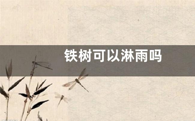 铁树可以淋雨吗