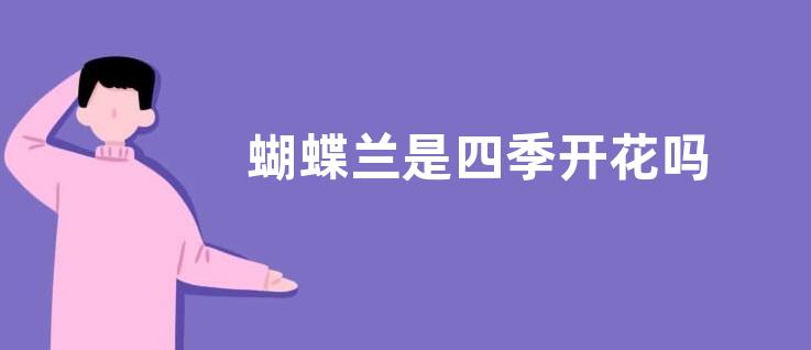 蝴蝶兰是四季开花吗