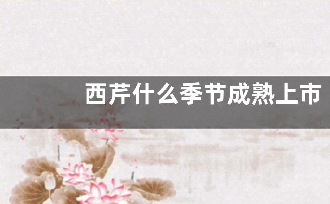 西芹什么季节成熟上市