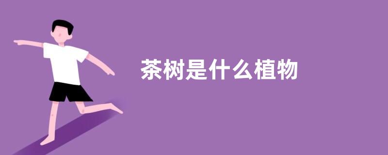 茶树是什么植物