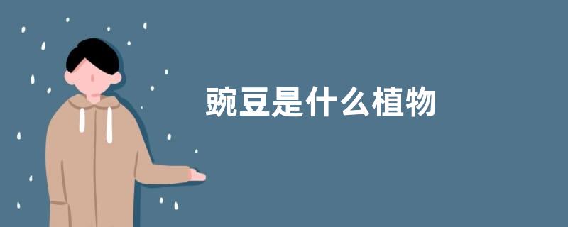 豌豆是什么植物